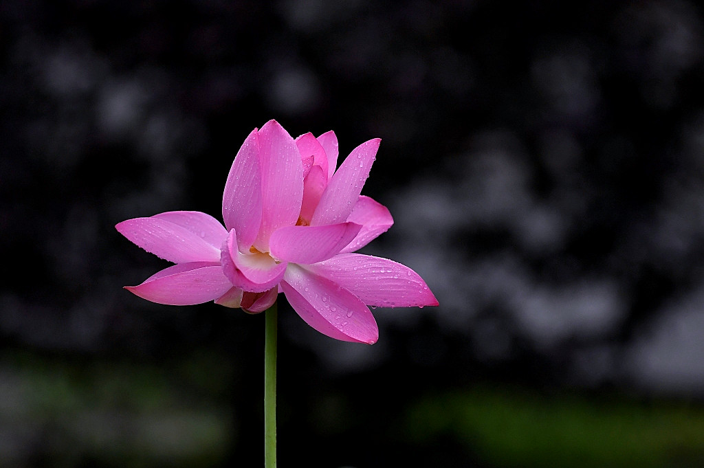 【此片已在尼康D5星空(中国)发表。在此只为老师朋友观看，谢绝加精加分，不胜感谢。】