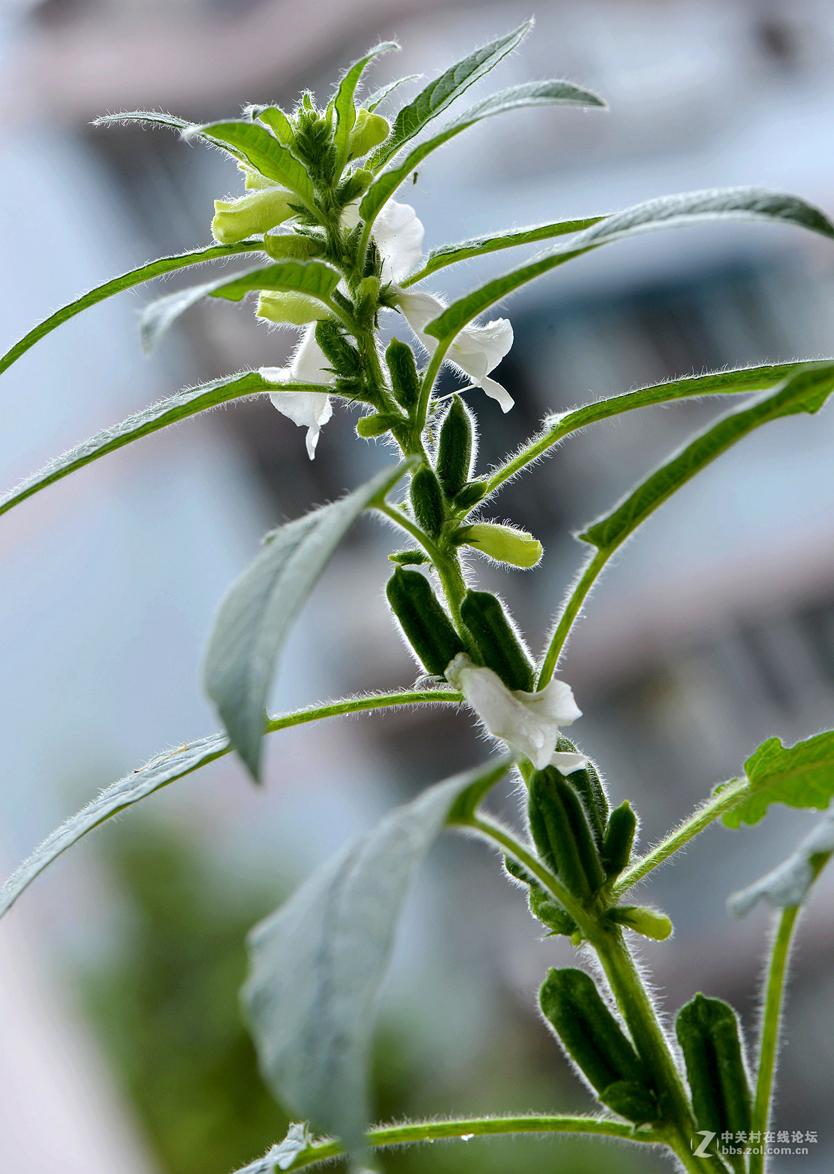 中秋节下雨在家拍芝麻花尼康10528