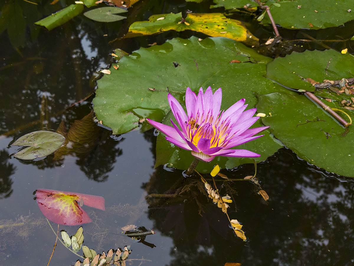祝贺友利好友荣任东莞版主