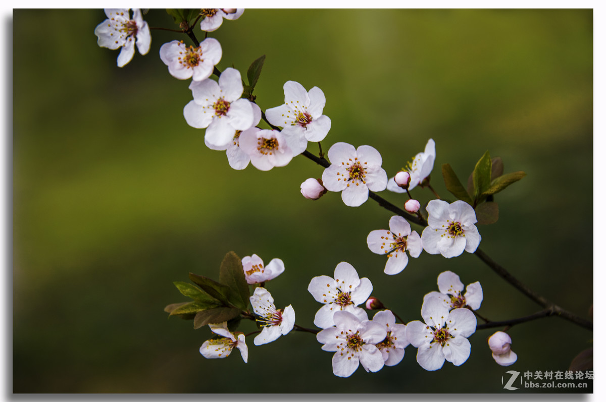 A17拍摄的一组红叶李