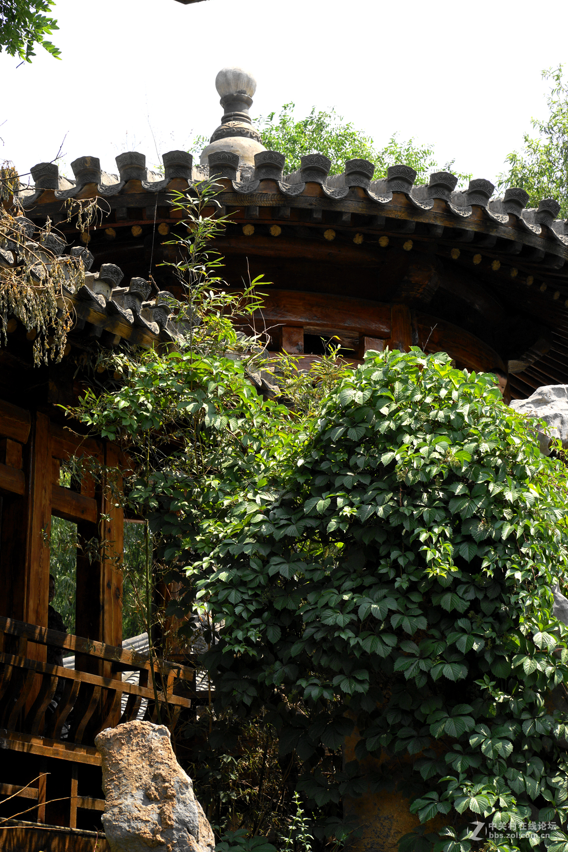 榆园小景（2）