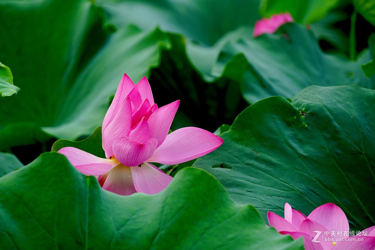 恍似瑶池初宴罢，万妃醉脸沁铅华