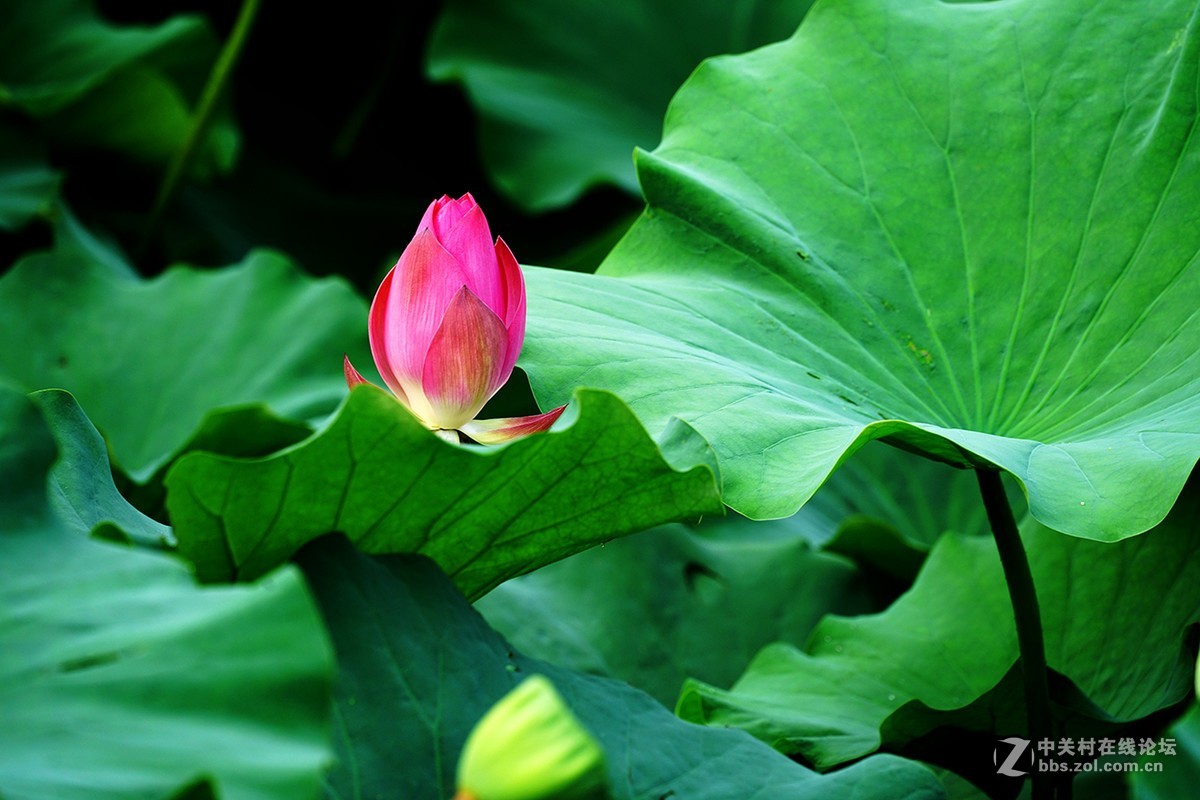 恍似瑶池初宴罢，万妃醉脸沁铅华