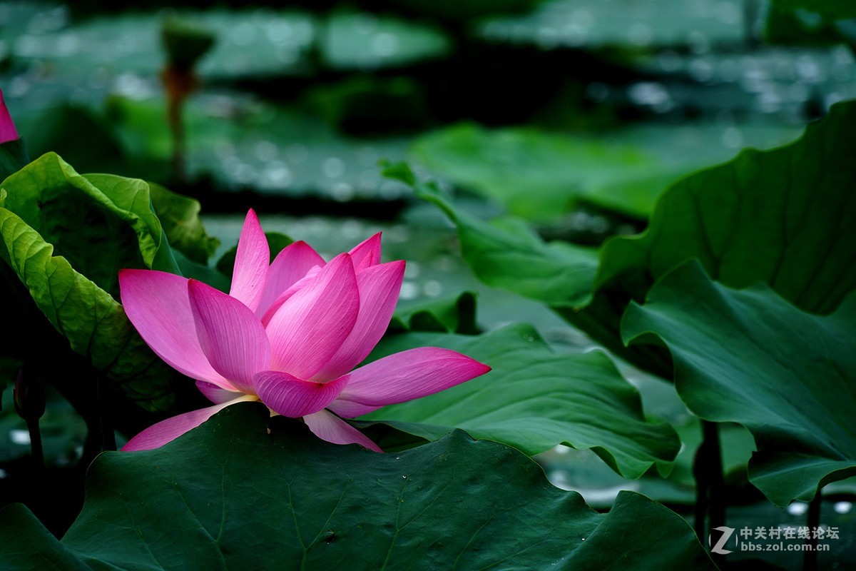 恍似瑶池初宴罢，万妃醉脸沁铅华