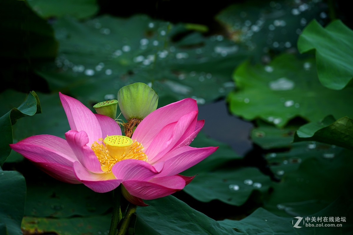 恍似瑶池初宴罢，万妃醉脸沁铅华