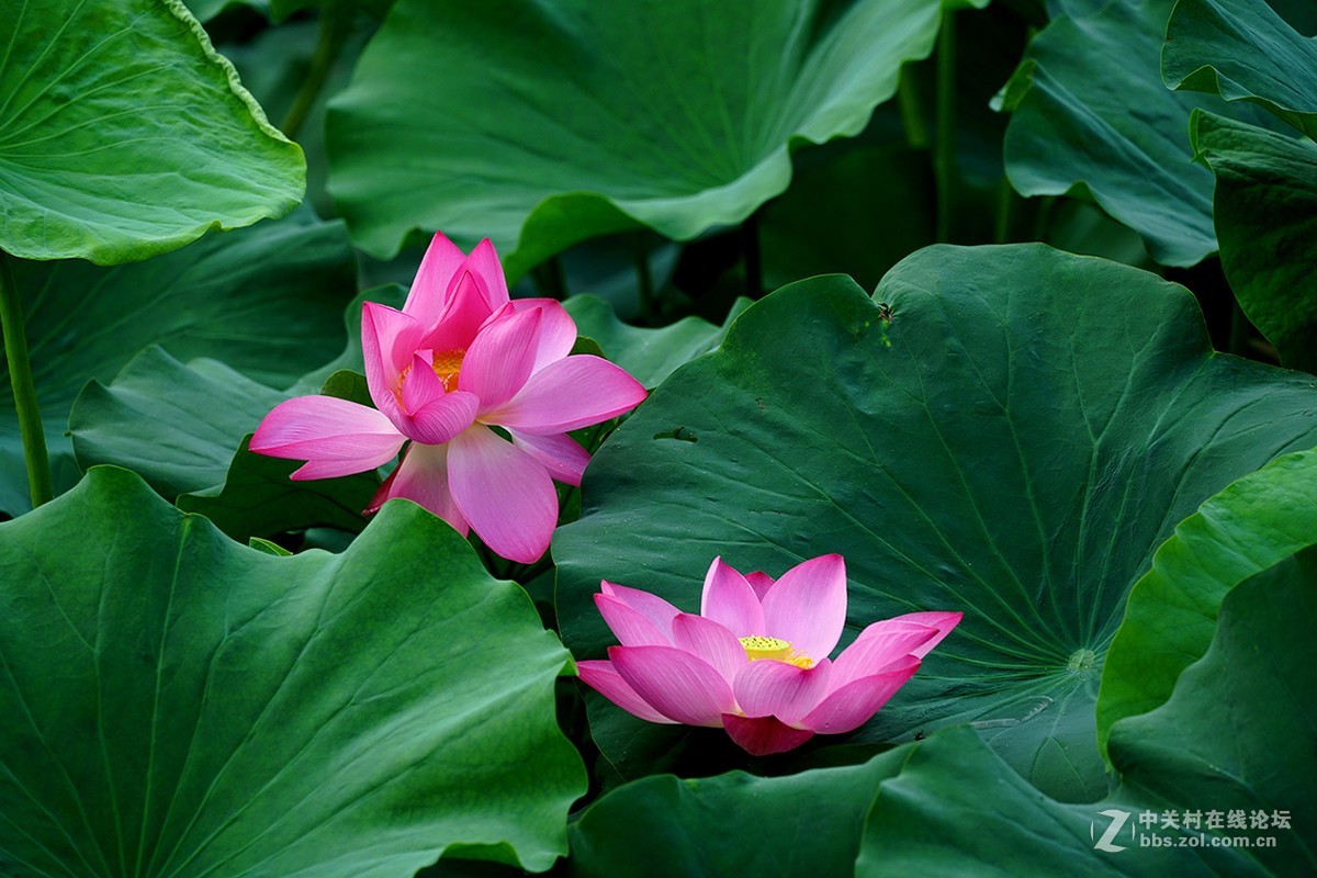 恍似瑶池初宴罢，万妃醉脸沁铅华