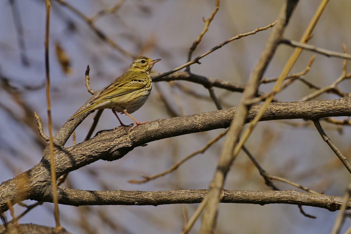 越来越喜欢这只镜头 (DA55-300WR PLM)不是它素质有多好。主要是价钱低