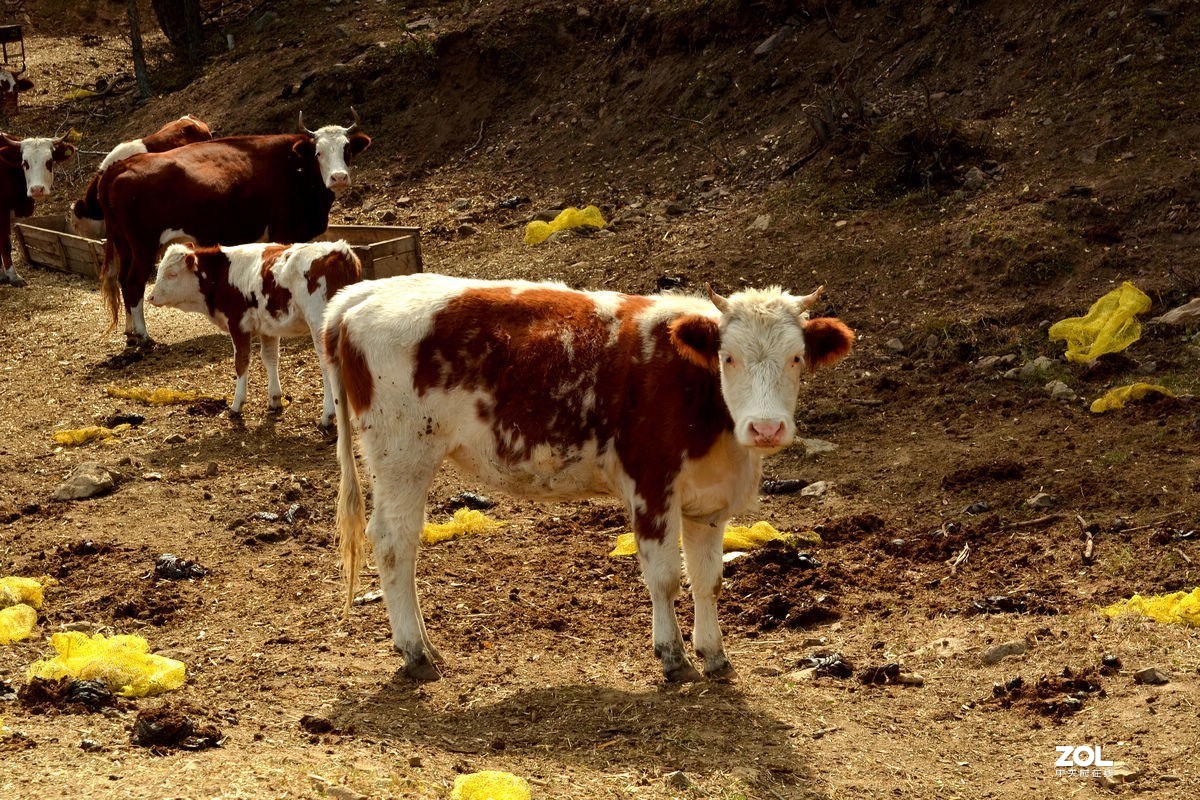 不同时期拍摄的——马、牛、羊