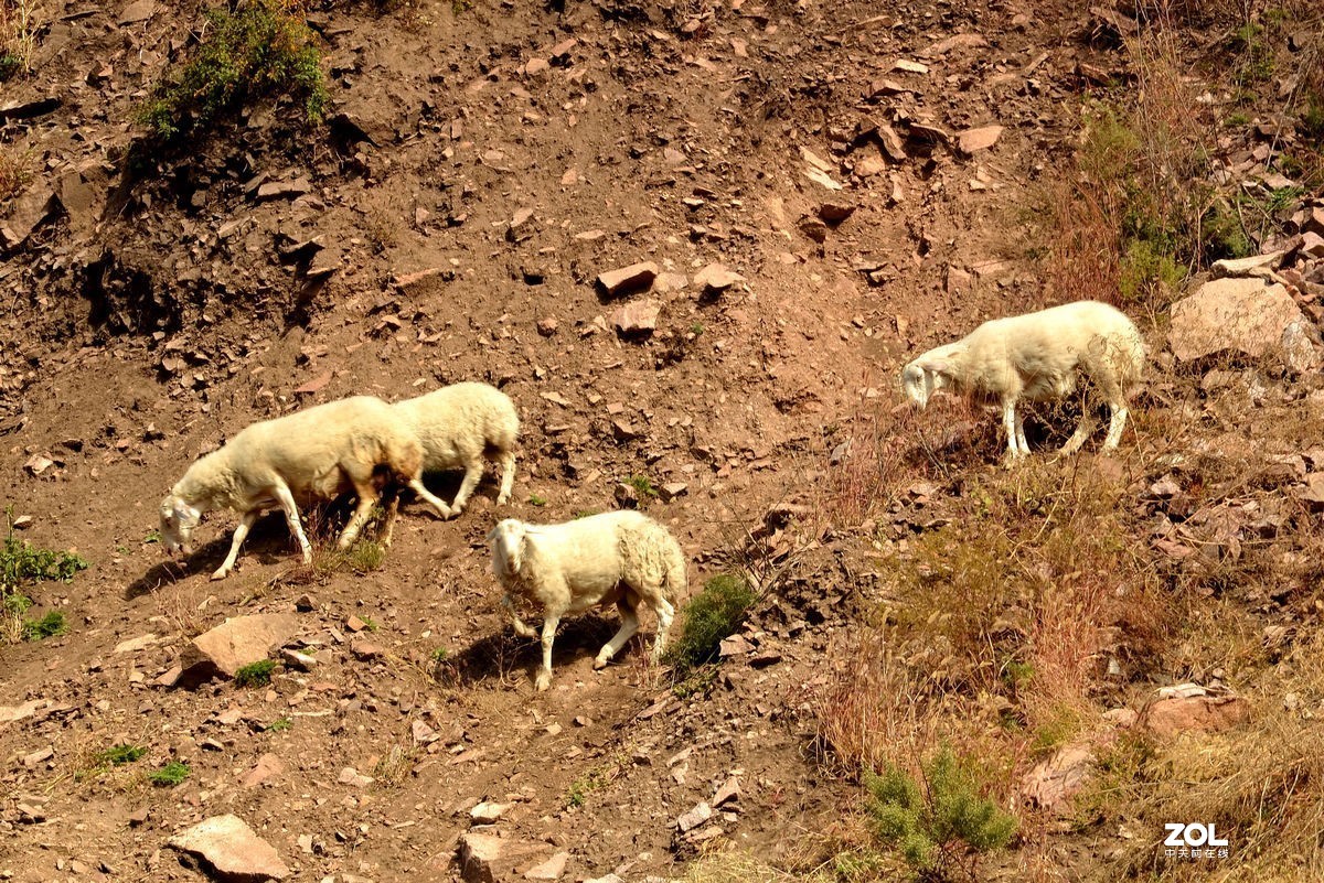 不同时期拍摄的——马、牛、羊