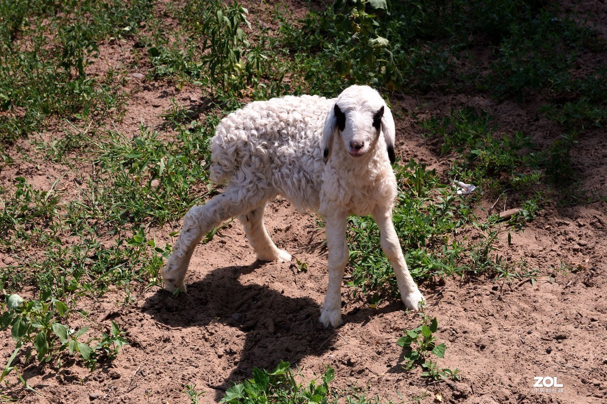 不同时期拍摄的——马、牛、羊