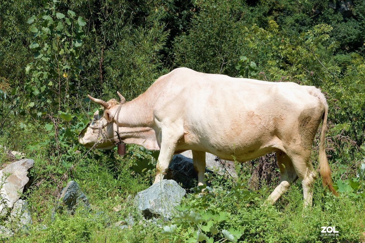 不同时期拍摄的——马、牛、羊