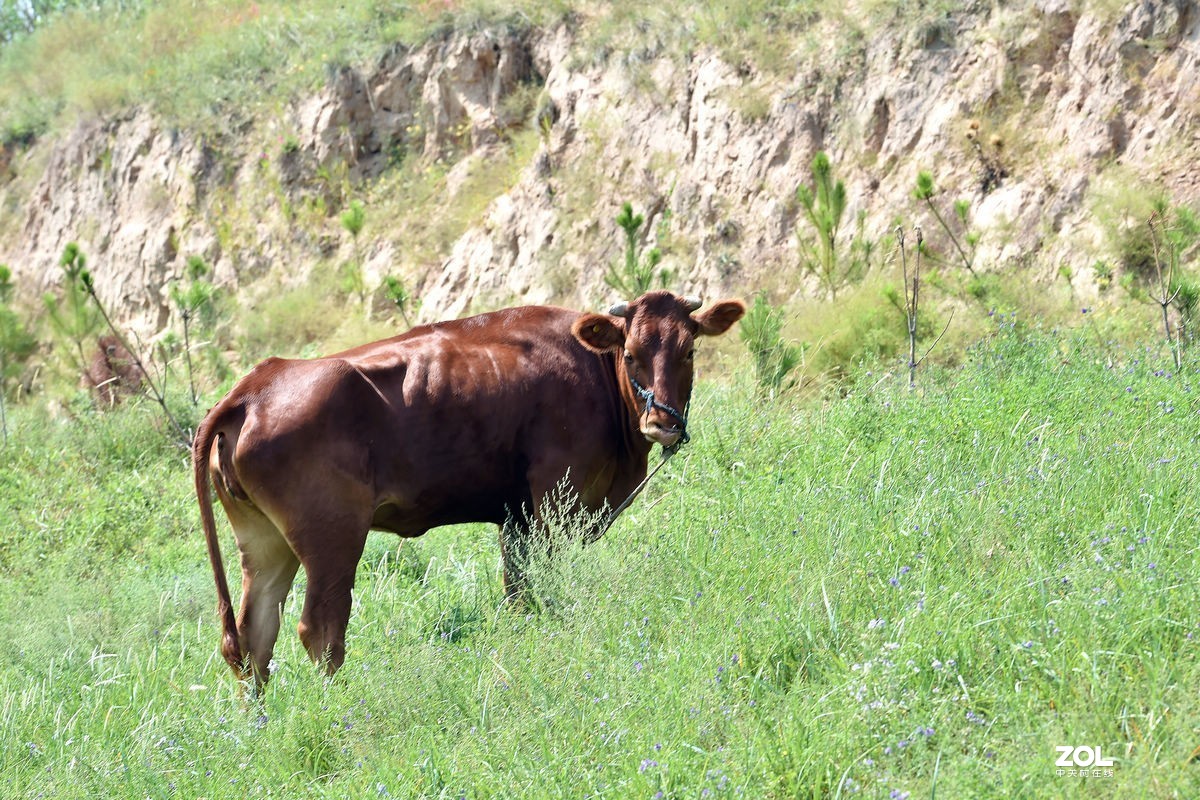 不同时期拍摄的——马、牛、羊