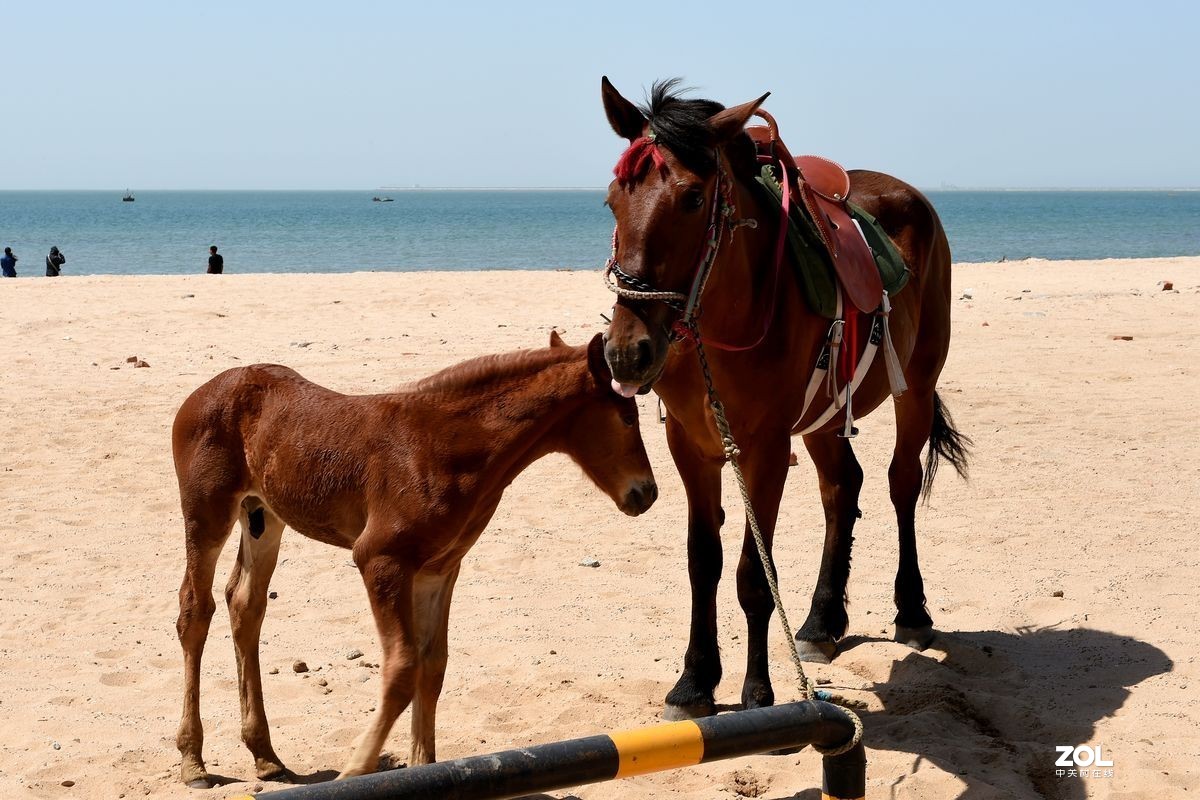 不同时期拍摄的——马、牛、羊