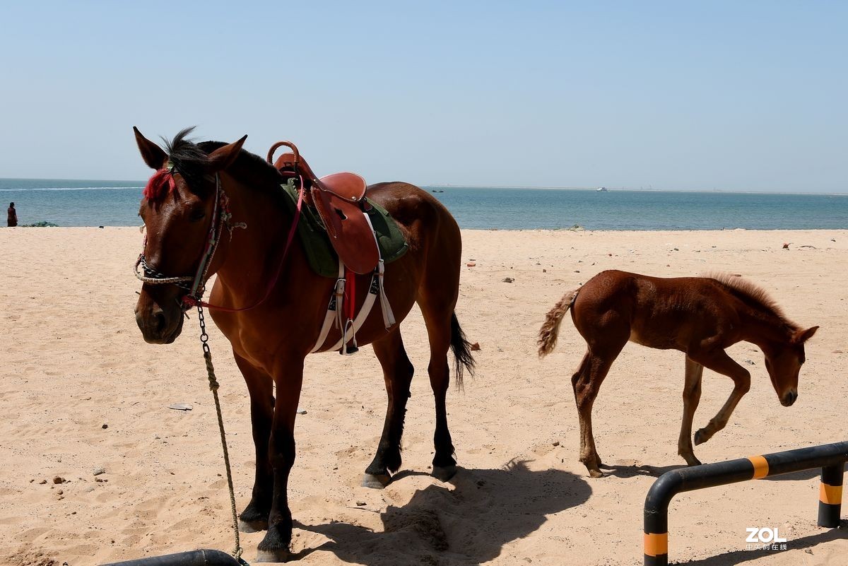 不同时期拍摄的——马、牛、羊