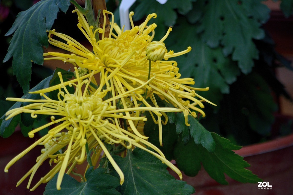 南宁首届菊花文化节--菊花8