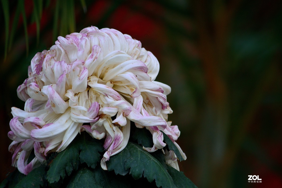 南宁首届菊花文化节--菊花8