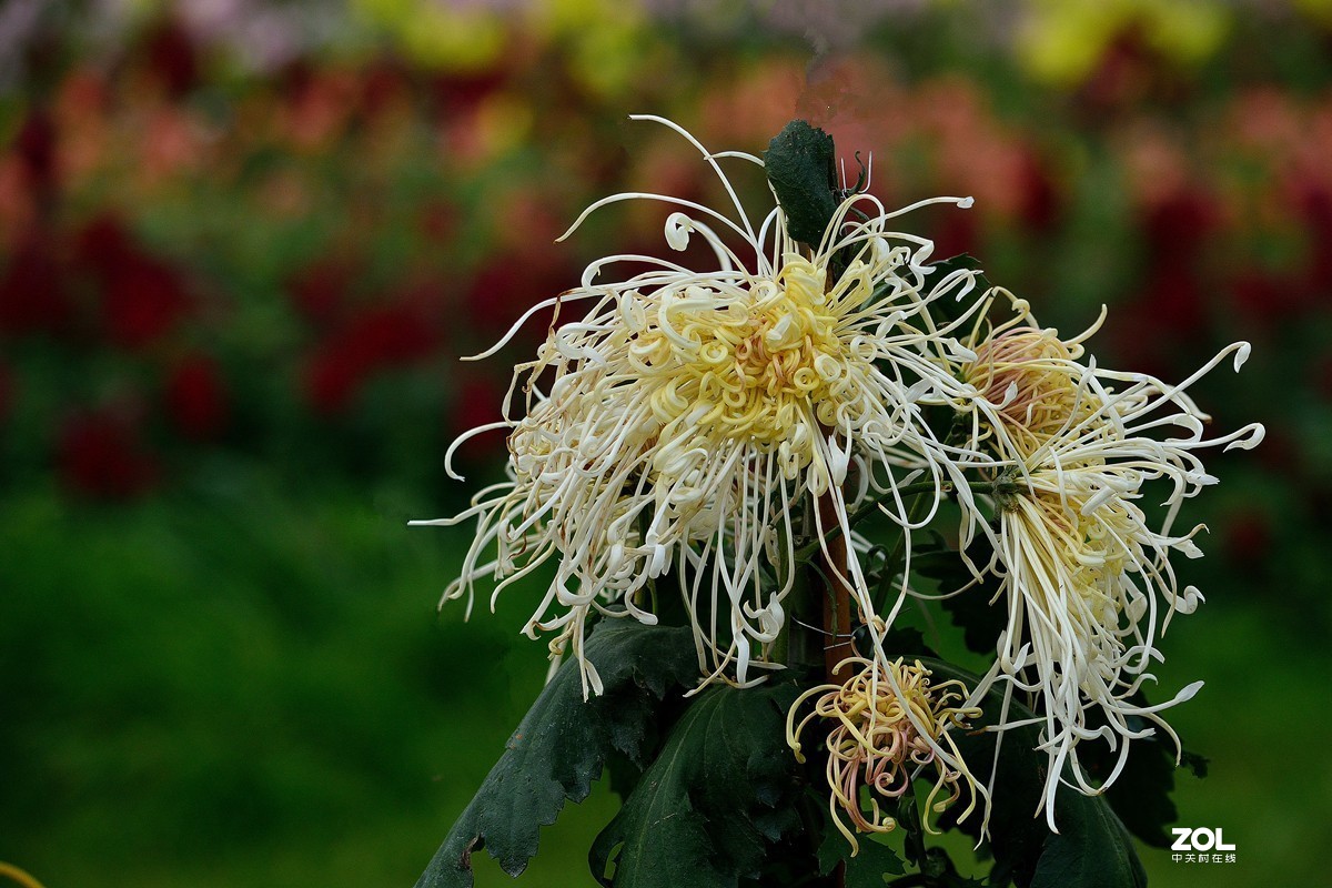 南宁首届菊花文化节--菊花8