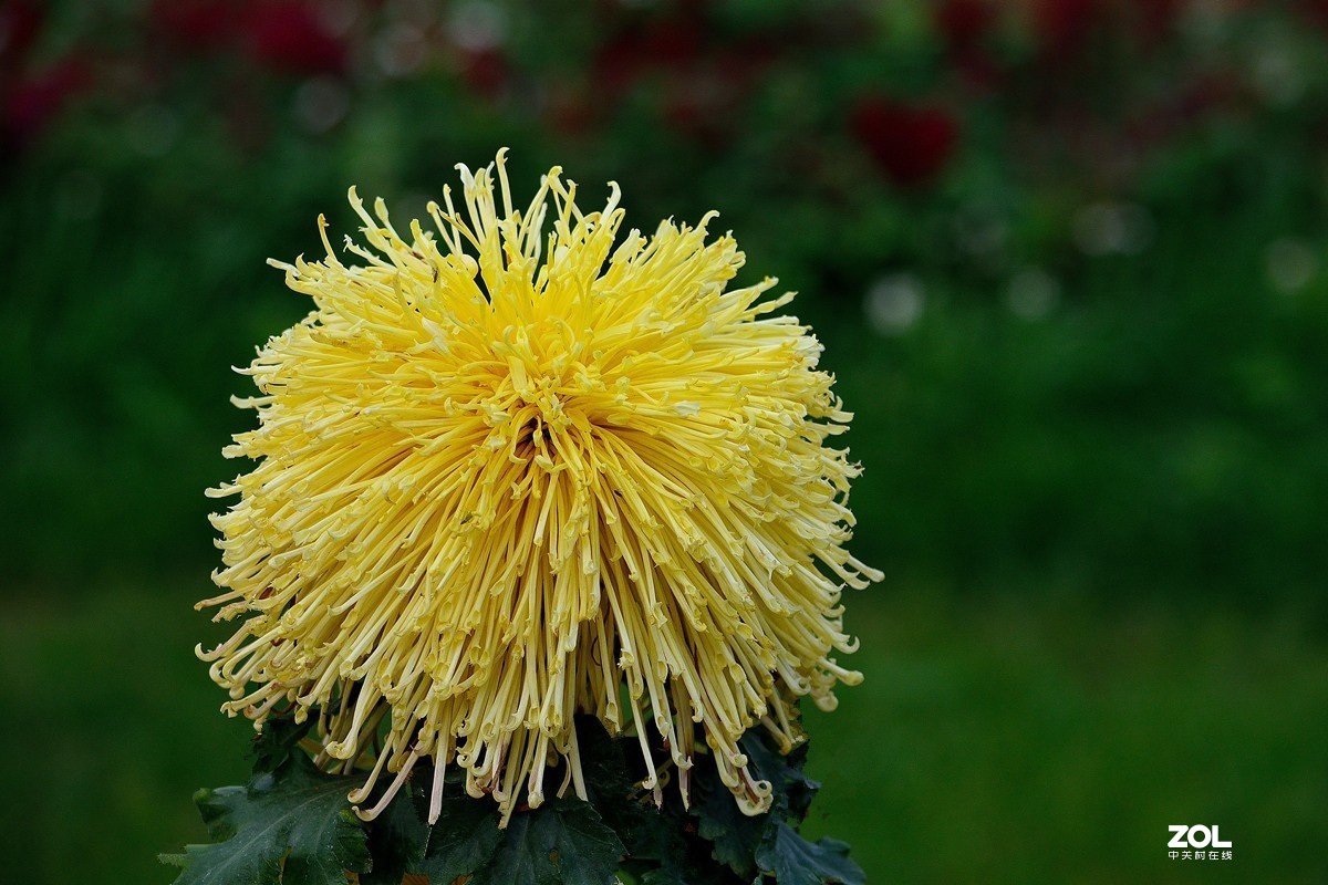 南宁首届菊花文化节--菊花8