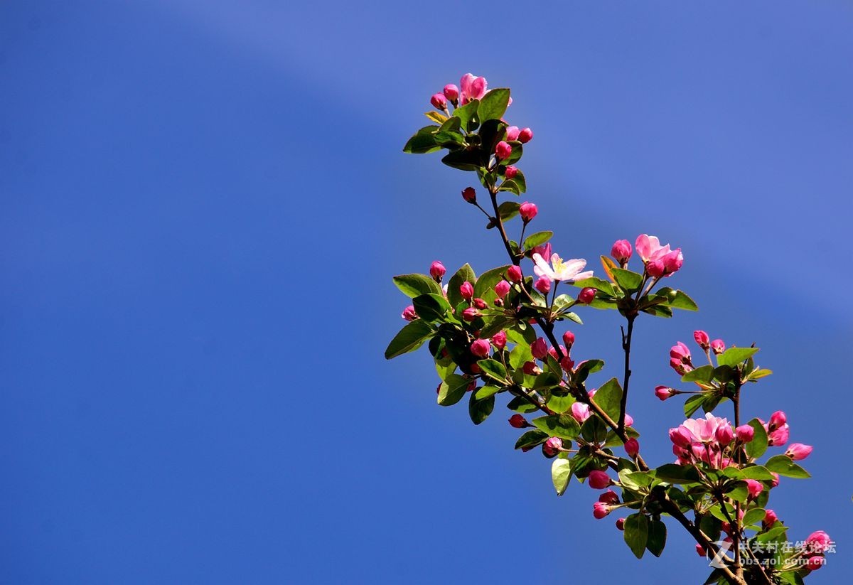 天津长虹公园——海棠花