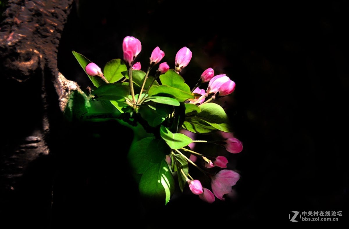 天津长虹公园——海棠花