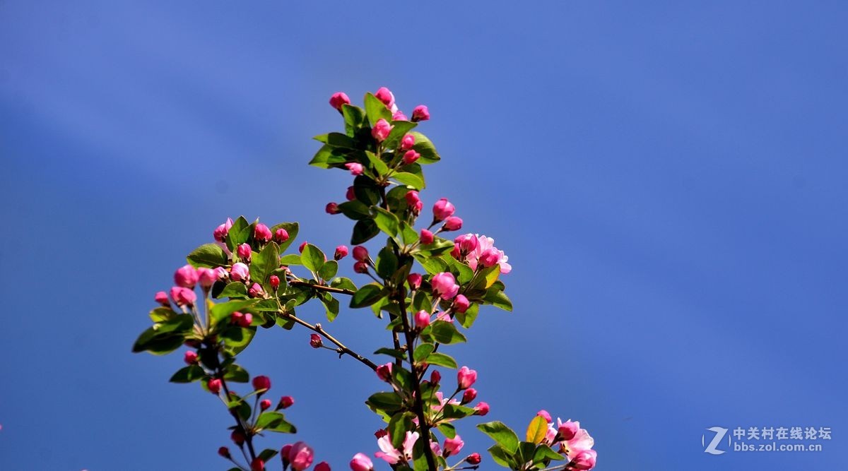 天津长虹公园——海棠花