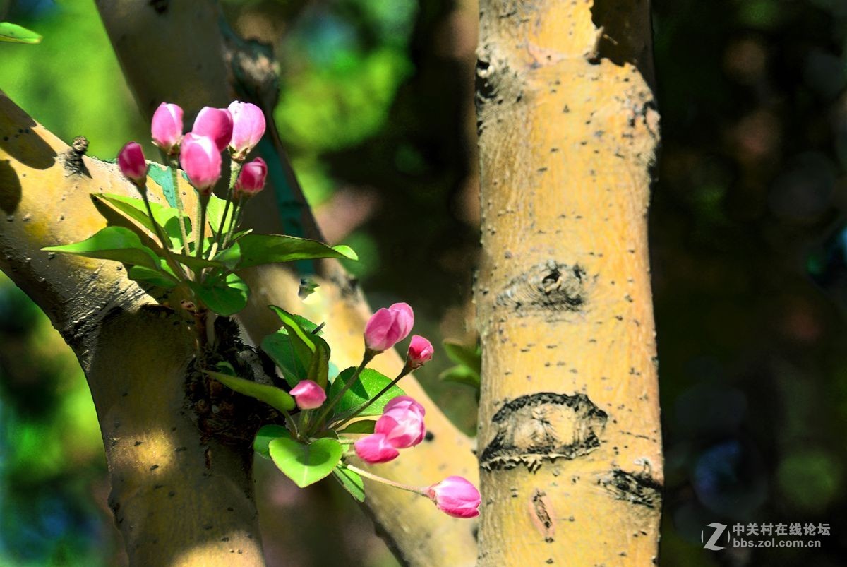 天津长虹公园——海棠花