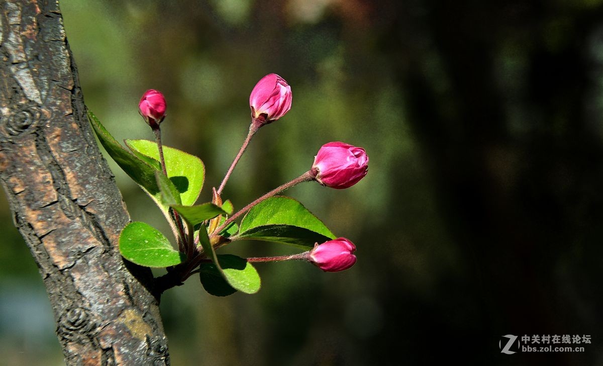 天津长虹公园——海棠花