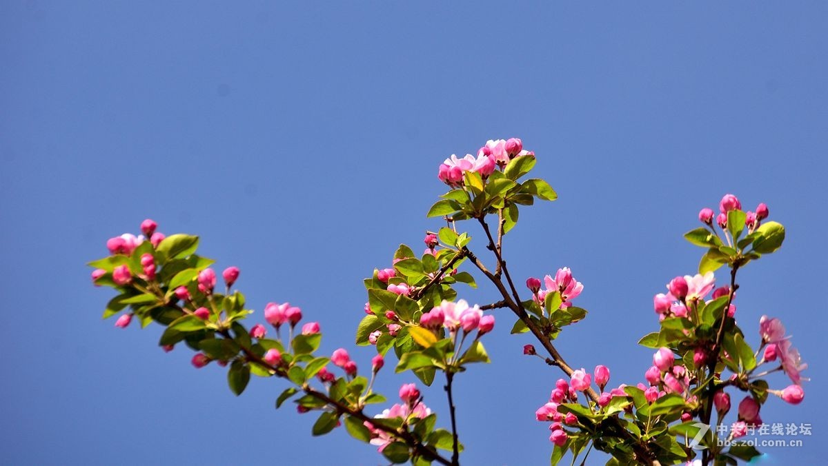 天津长虹公园——海棠花