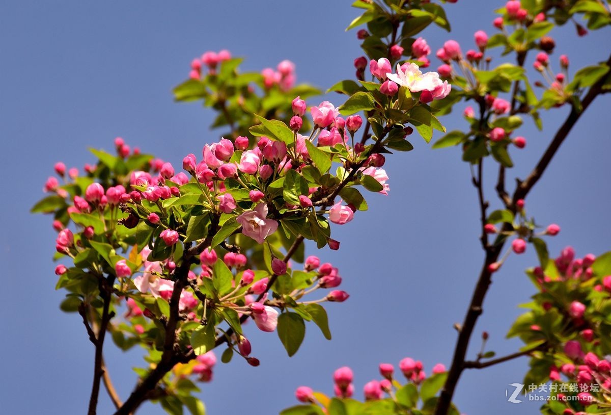 天津长虹公园——海棠花