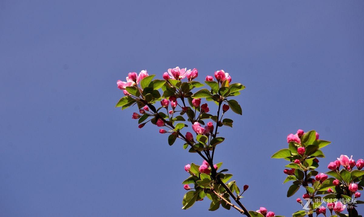 天津长虹公园——海棠花