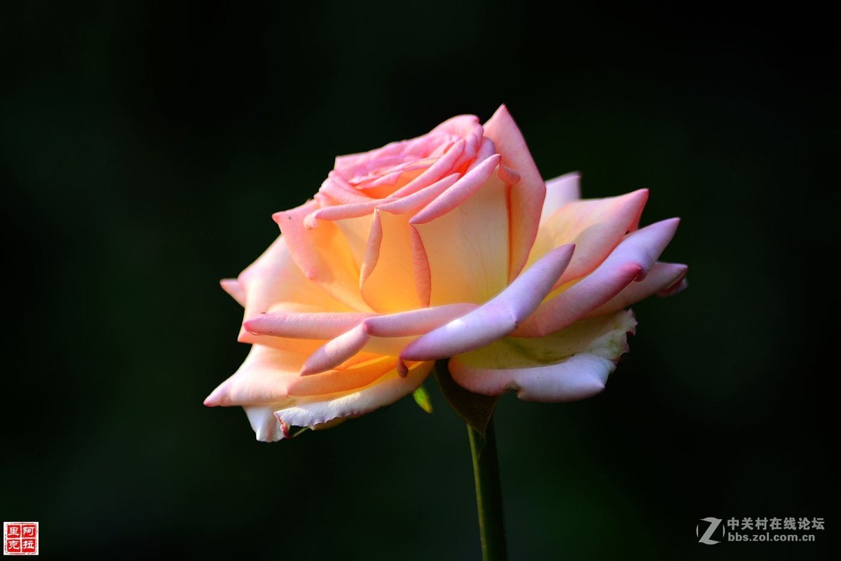花卉{八}月季花