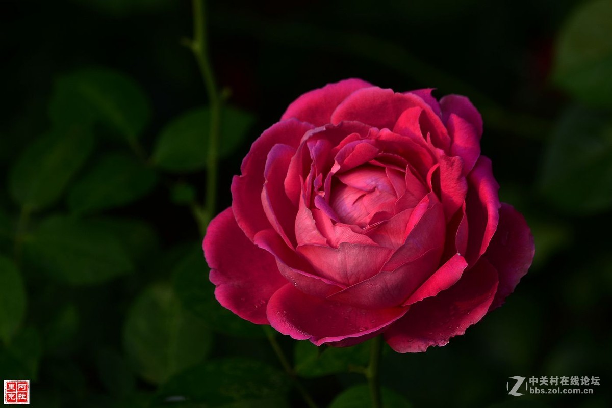 花卉{八}月季花