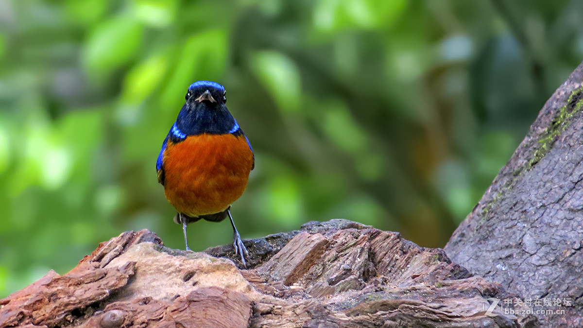 棕腹仙鹟（二）