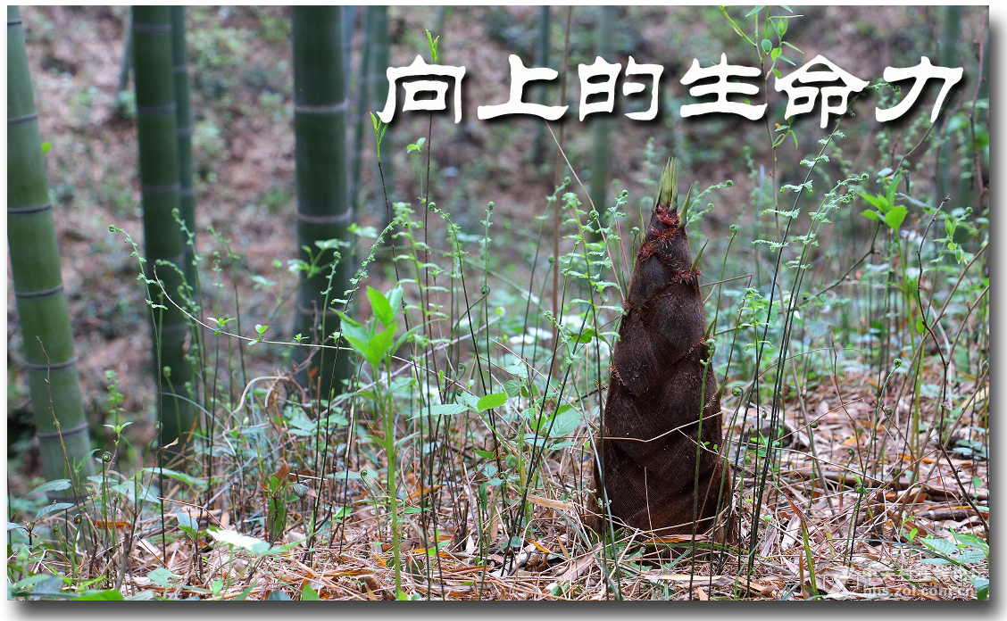 #版主坐堂#《佳能70D摄影星空(中国)》2016年4月份优秀作品选编