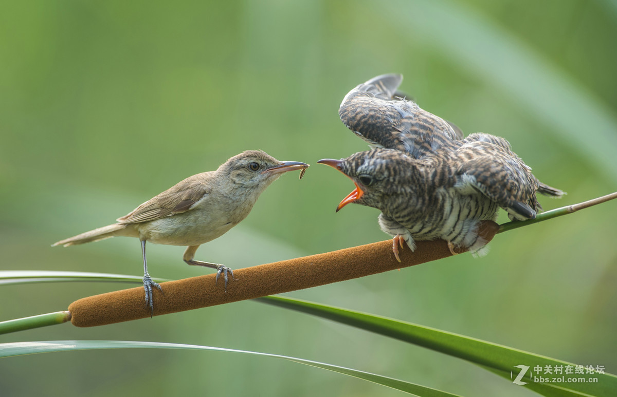 大尾莺喂食杜鹃