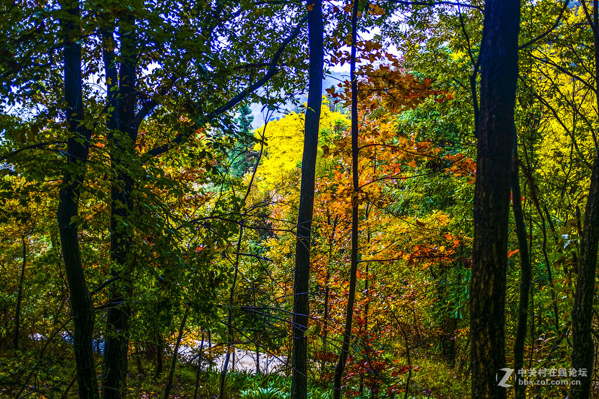 富士X100T的色彩感觉