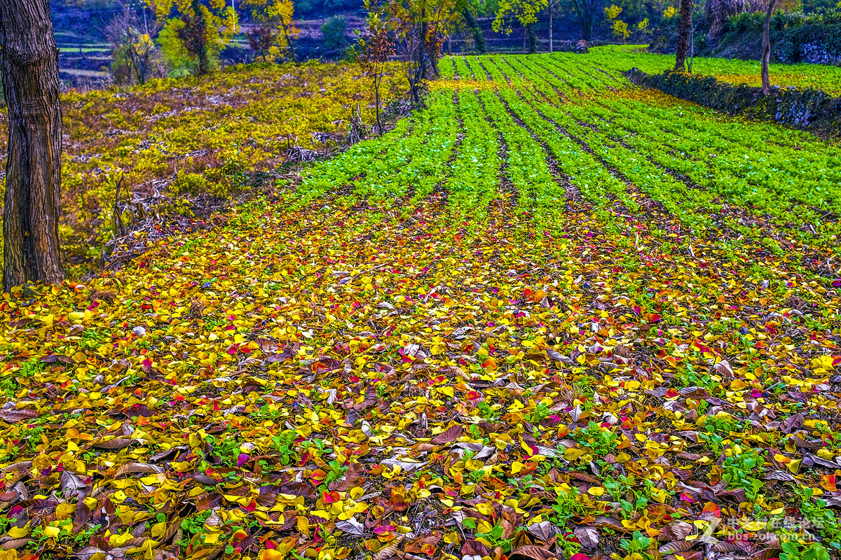 富士X100T的色彩感觉