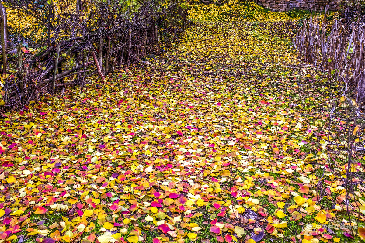 富士X100T的色彩感觉