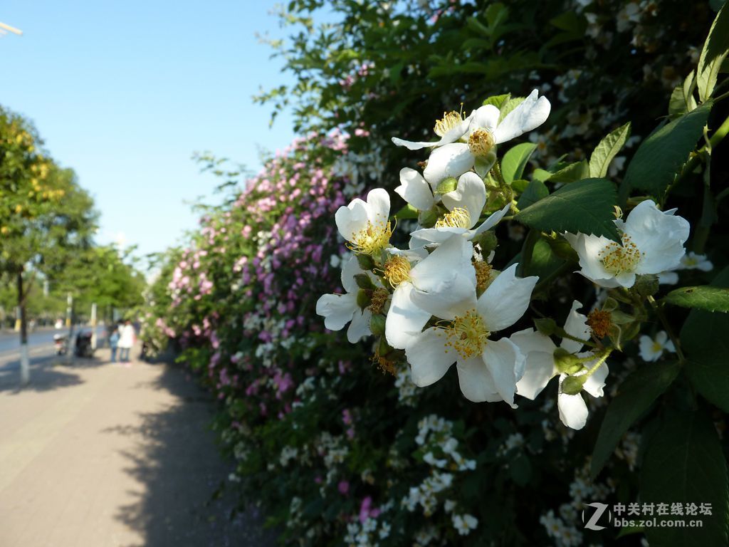 花开时节又逢君
