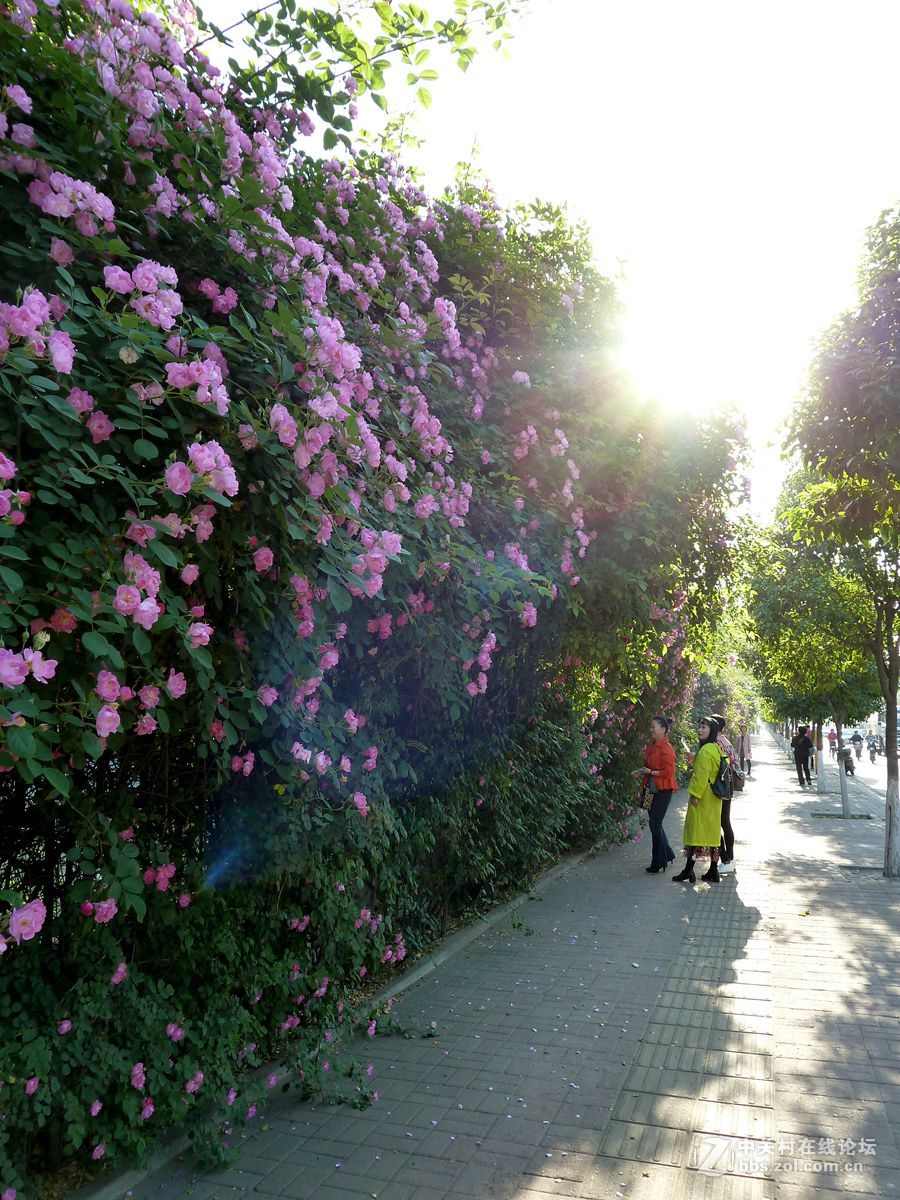 花开时节又逢君
