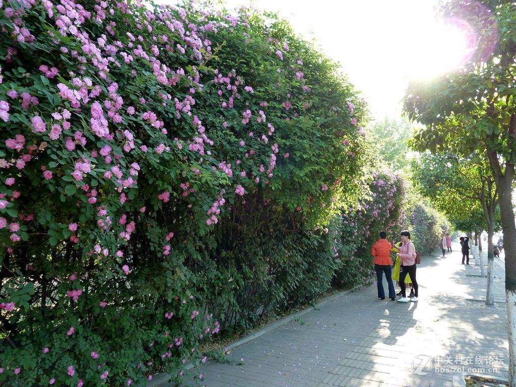 花开时节又逢君
