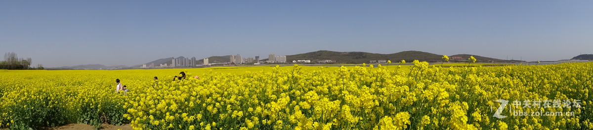 油菜花