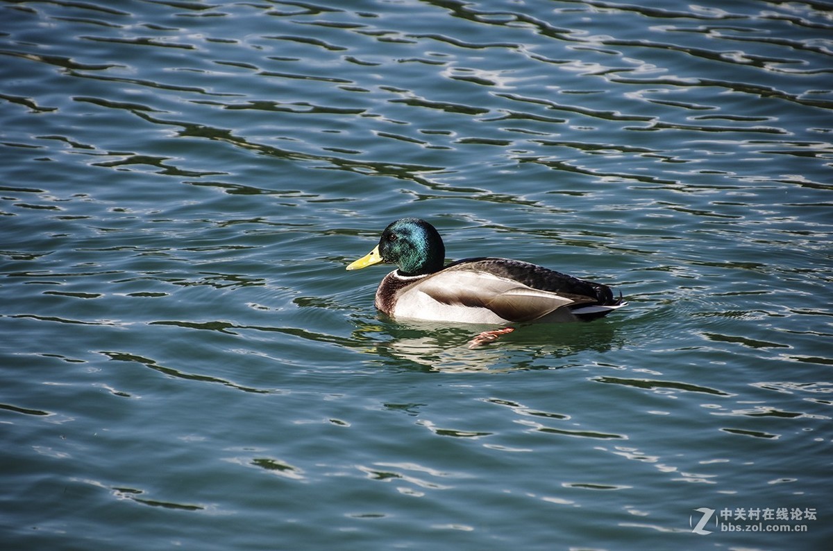 黑山随拍（1）——塔拉河谷大桥与杜米托尔国家公园