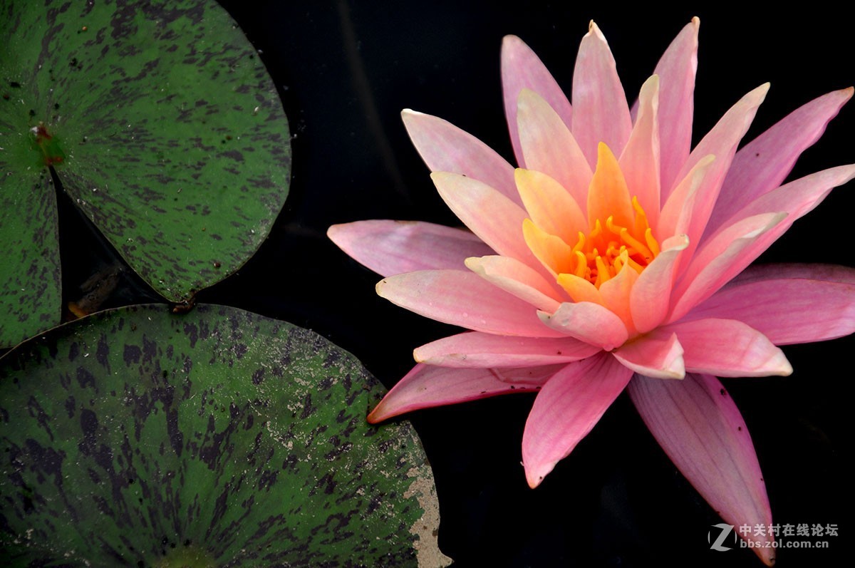莲花