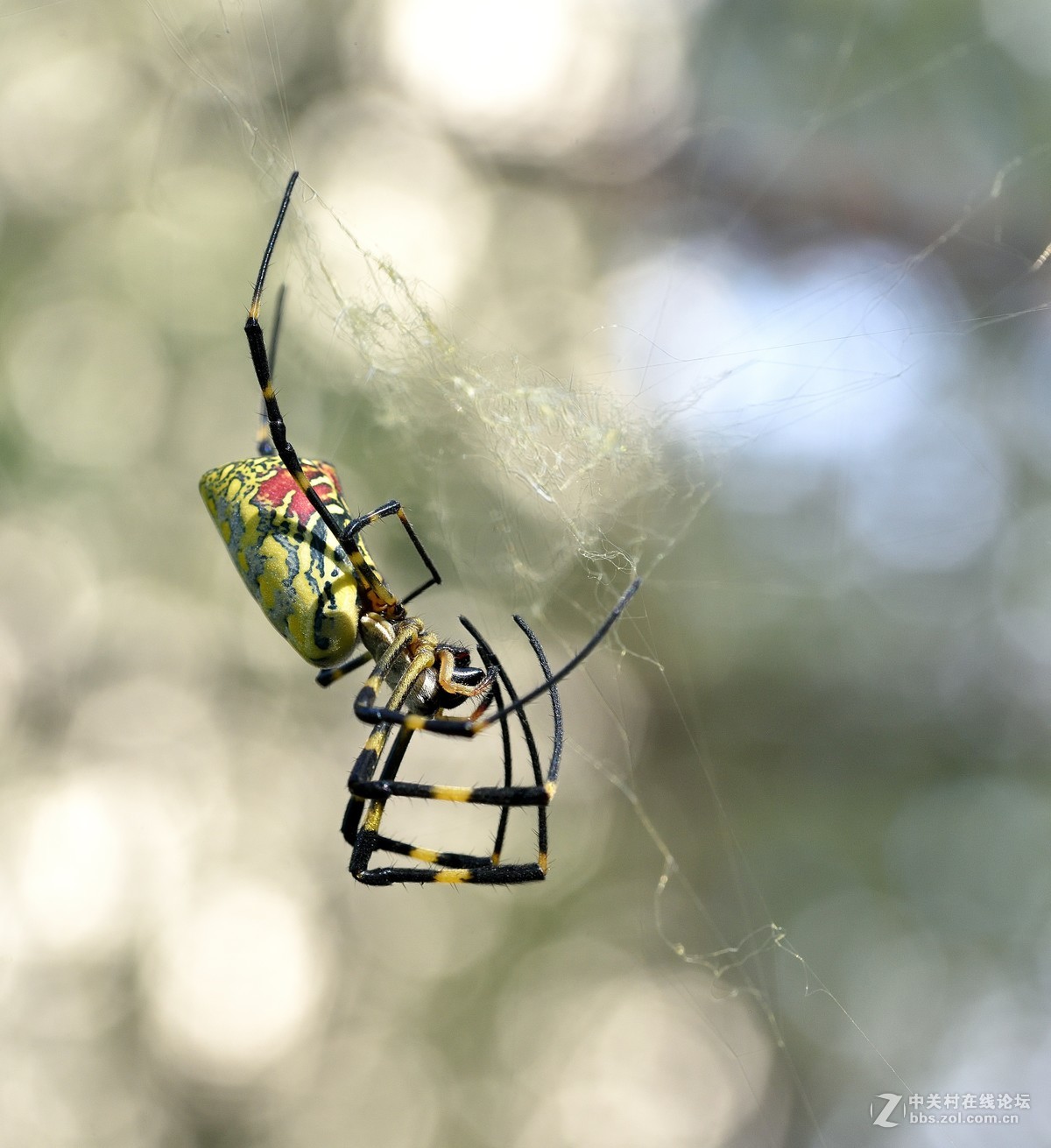 棒络新妇蜘蛛20181011