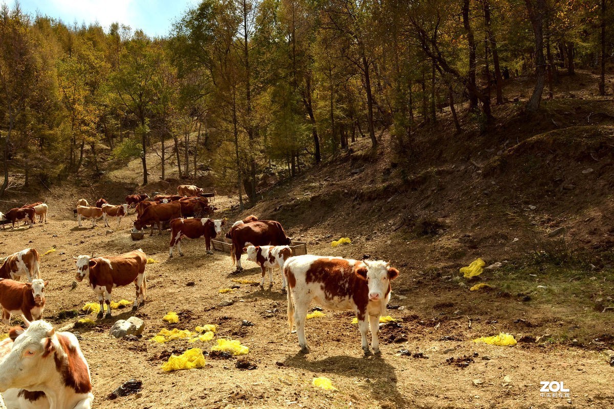 不同时期拍摄的——马、牛、羊