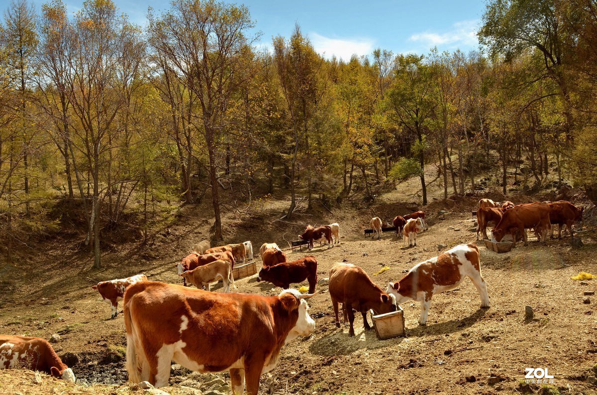 不同时期拍摄的——马、牛、羊