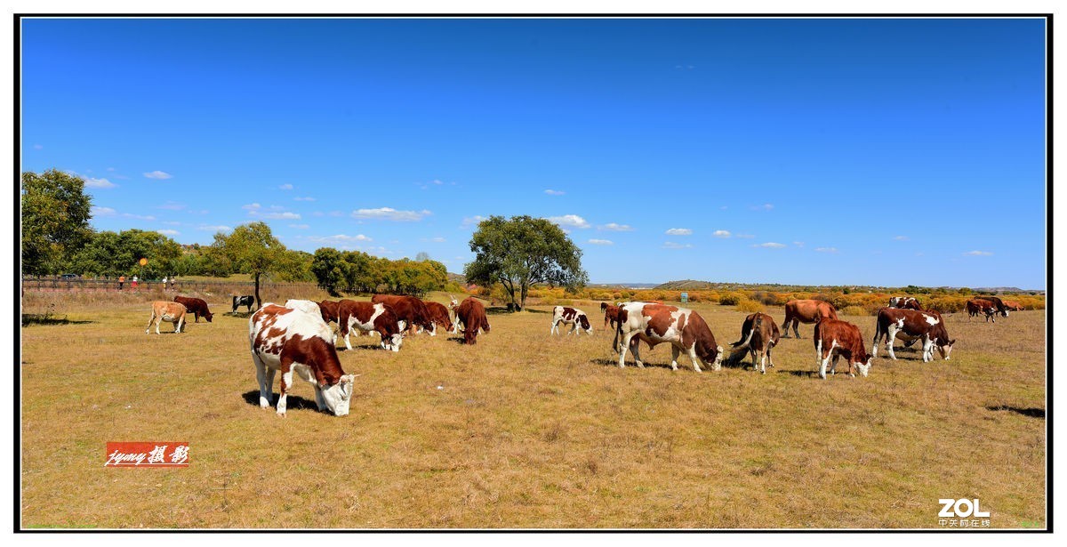 不同时期拍摄的——马、牛、羊