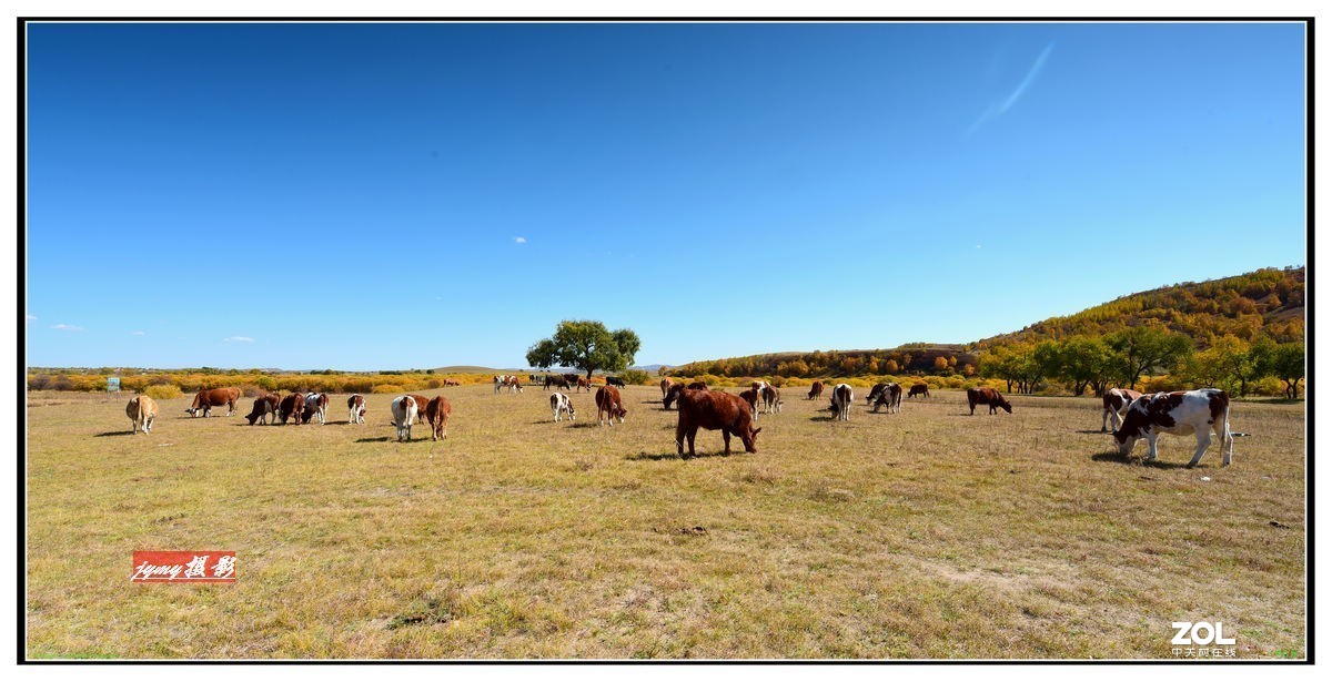 不同时期拍摄的——马、牛、羊