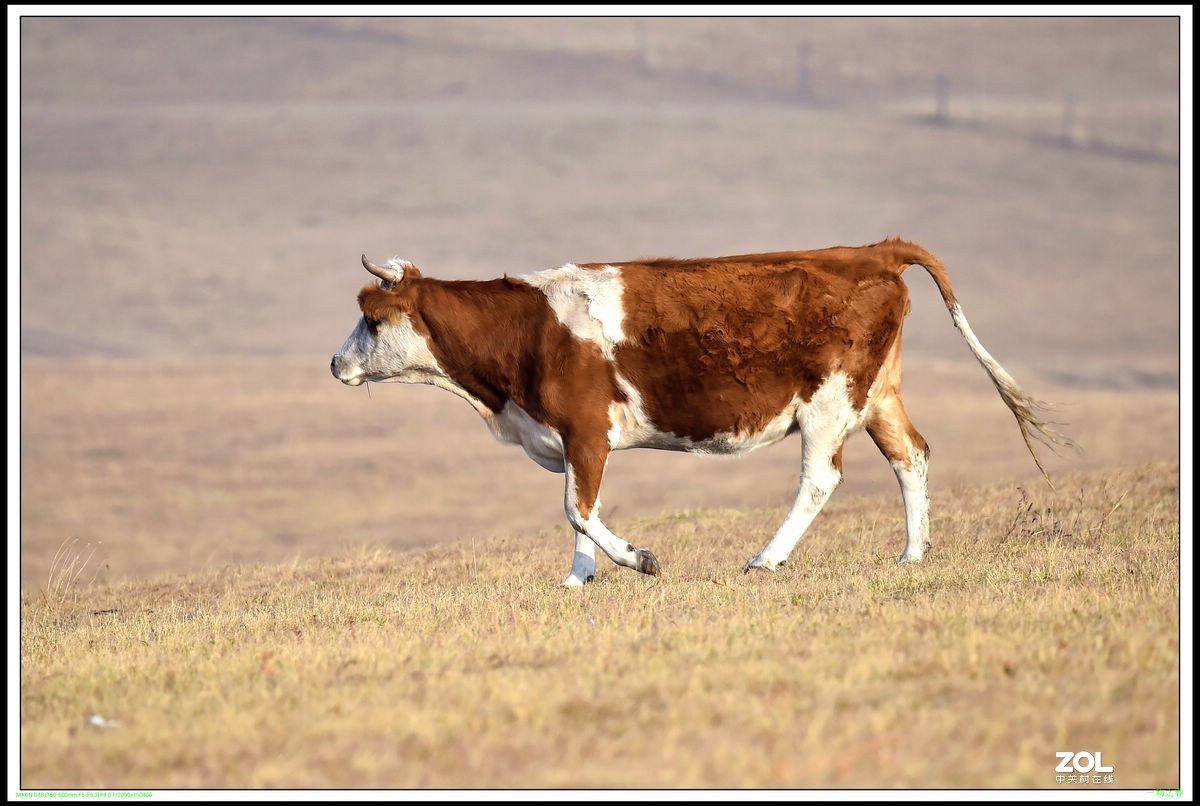 不同时期拍摄的——马、牛、羊